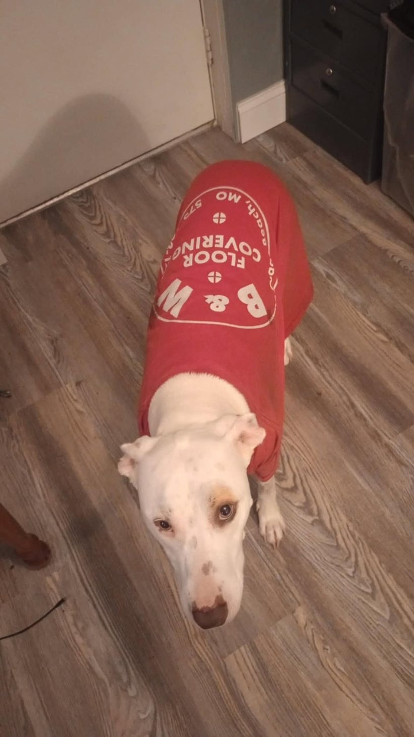 The B&W shop dog in his company jersey
